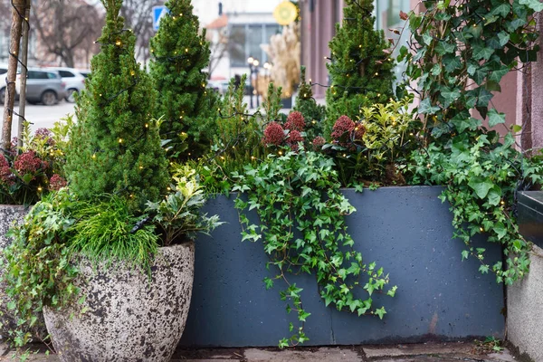 Groene Winterplanten Buiten — Stockfoto