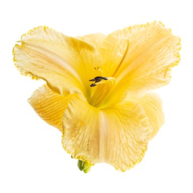 Beyaz arka planda taze çiçek