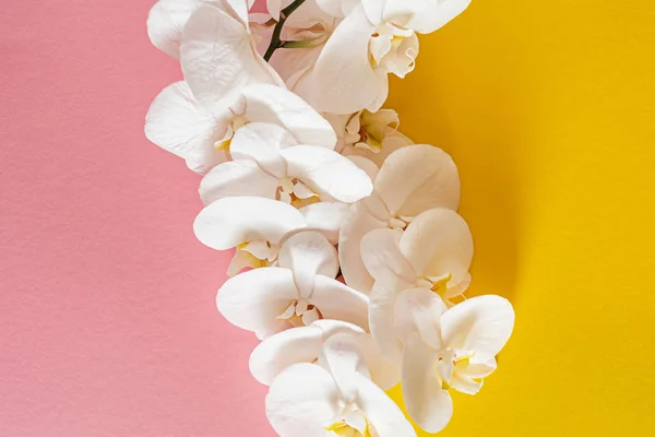 Orquídea Blanca Fresca Fondo Del Color — Foto de Stock