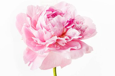 Beyaz arka planda taze şakayık çiçeği