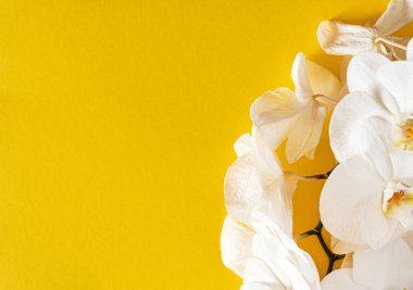 Renk arkaplanda taze beyaz orkide