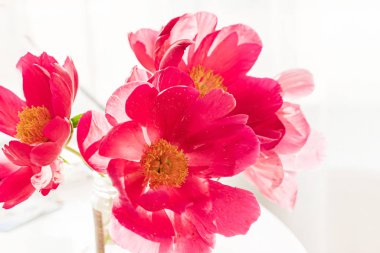 Vazoda taze şakayıklar var.