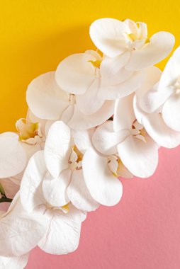 Renk arkaplanda taze beyaz orkide