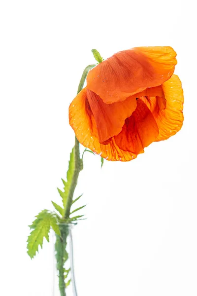 Orange Poppy Flower White — Stockfoto