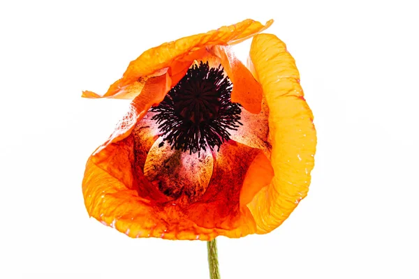 Orange Poppy Flower White — Stockfoto