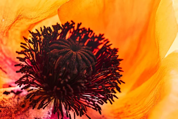 Orange Poppy Flower White — Stock Photo, Image