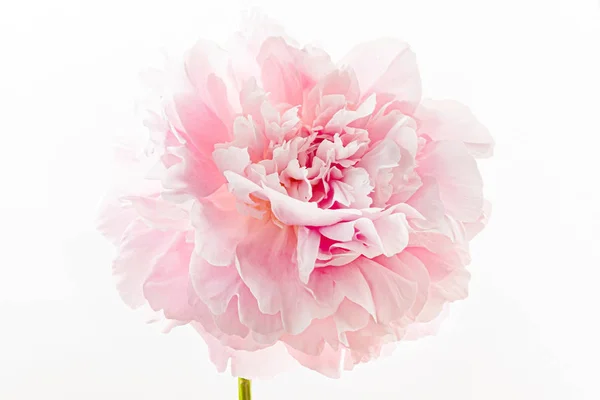 Свежий Цветок Пиона Белом Фоне — стоковое фото