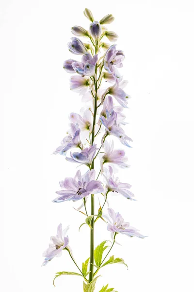 Delphinium Flowers White Backgrund — Stock Photo, Image