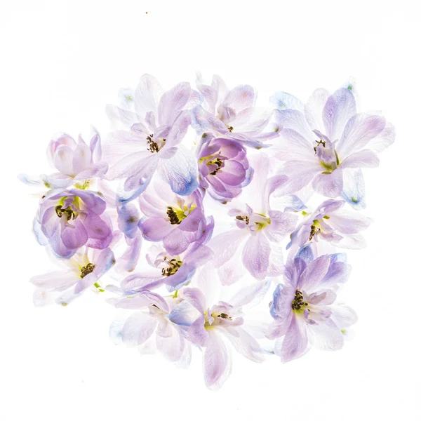 Flores Delphinium Fondo Blanco — Foto de Stock