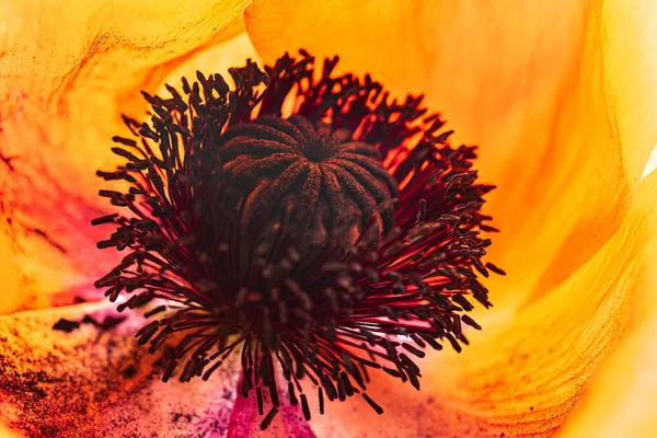 Orange Poppy Flower White — Stock Photo, Image