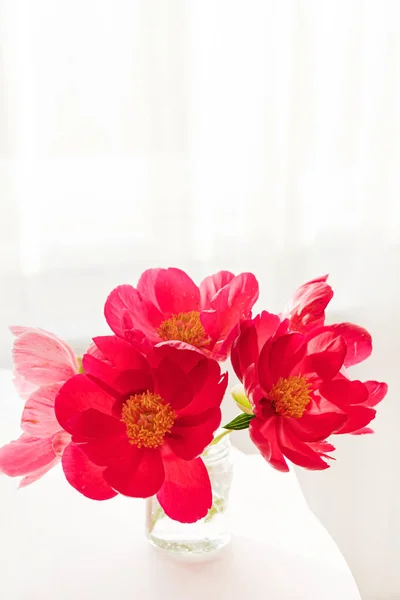 Belles Pivoines Fraîches Dans Vase — Photo