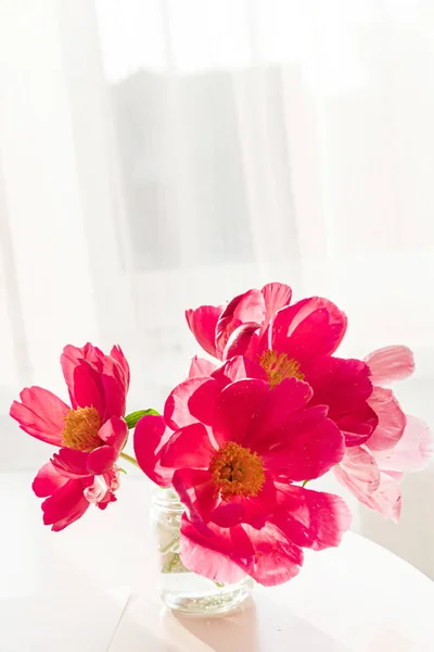 Belle Peonie Fresche Nel Vaso — Foto Stock