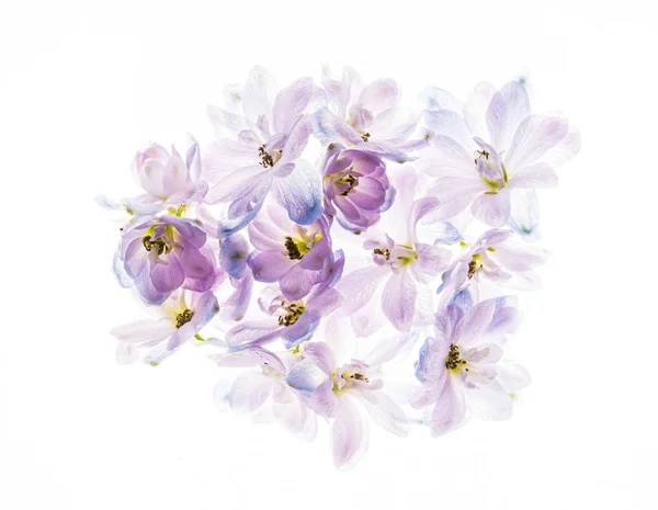 Fiori Delphinium Sul Fondo Bianco — Foto Stock