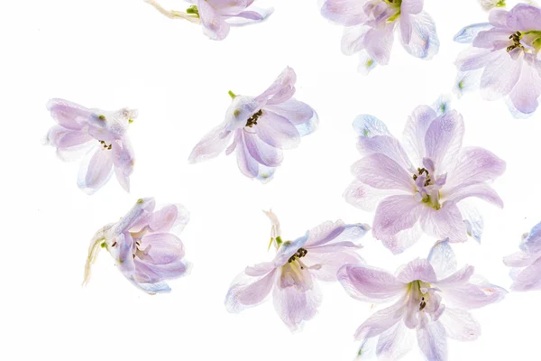 Delphinium Bloemen Witte Backgrund — Stockfoto