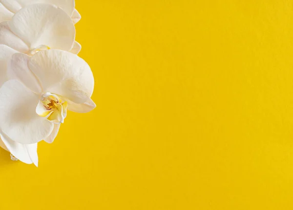 彩色背景上的新鲜白色兰花 — 图库照片