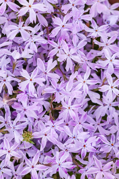 Phlox Flores Fundo Flores Verão — Fotografia de Stock