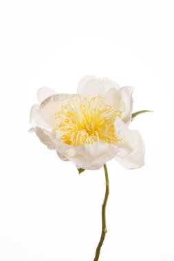 peony flower, close up