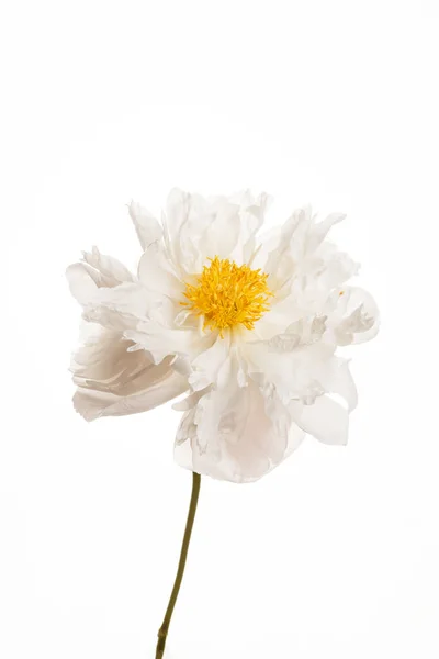 Pünkösdi Rózsa Virág Közelről — Stock Fotó
