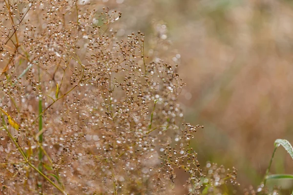 Nature Background Close — Stock Photo, Image