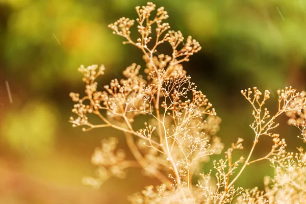 Přírodní Zázemí Rostlina Zblizka — Stock fotografie