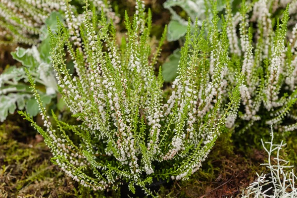 Bílý Vřes Zavřít — Stock fotografie