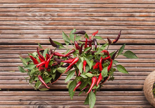 Paprika Topf Nahaufnahme — Stockfoto