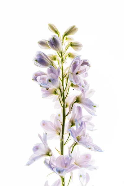 Flores Delphinium Fundo Branco — Fotografia de Stock