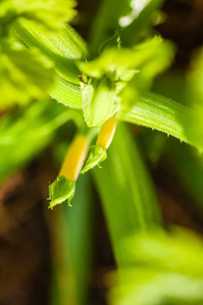 庭のズッキーニの花 — ストック写真