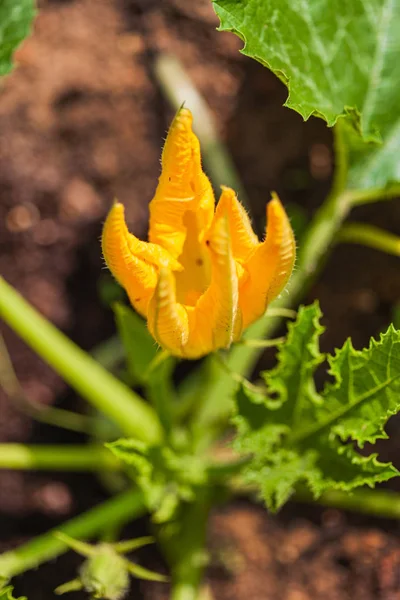 Les Fleurs Courgettes Dans Jardin — Photo