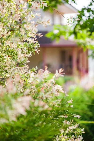 Spring Garden Flowers Trees — Stock Photo, Image