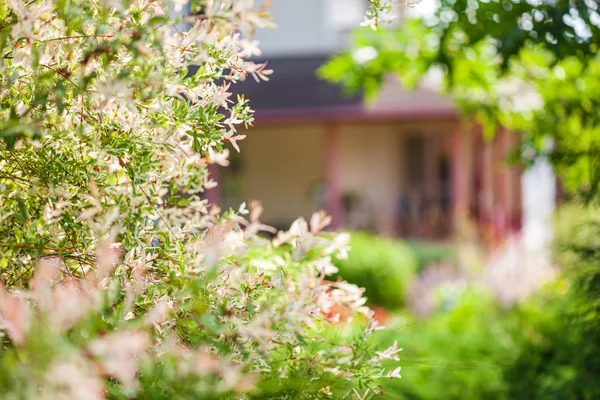 Jardín Primavera Con Flores Árboles —  Fotos de Stock