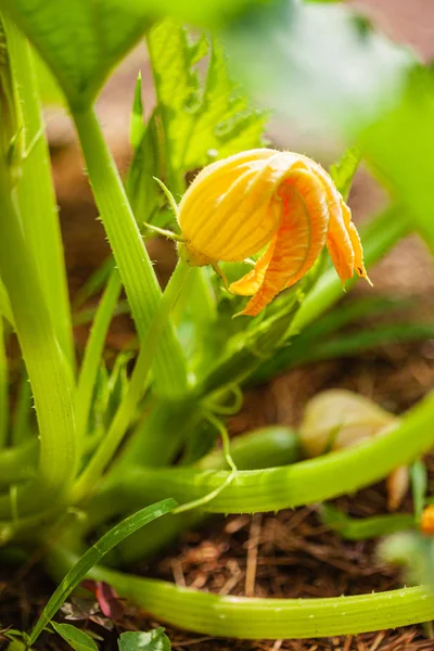 庭のズッキーニの花 — ストック写真