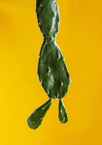 Śmieszne Kaktusy Tle Koloru — Zdjęcie stockowe