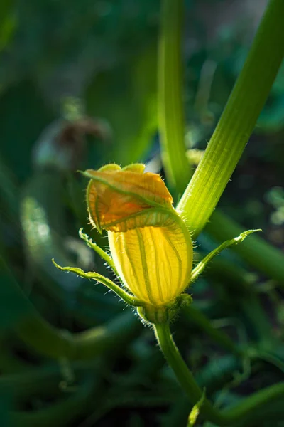 Young Zucchini Plant Garden — Stock Photo, Image