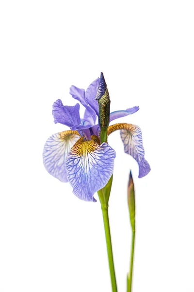 Beyaz Üzerine Mavi Süsen Çiçeği — Stok fotoğraf