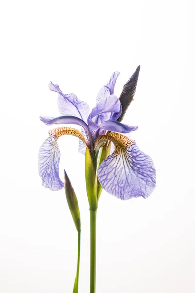 Iris Bleu Fleur Sur Blanc — Photo