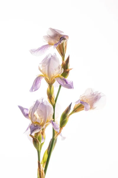 Iris Fiore Sullo Sfondo Bianco — Foto Stock