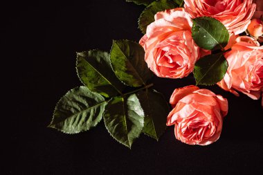 Siyah arkaplanda güller