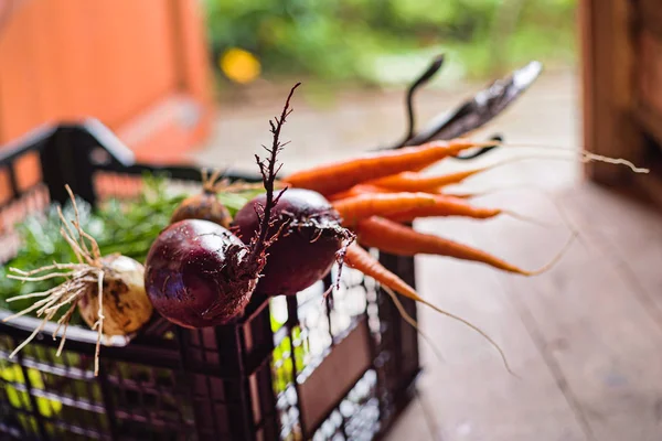 Fresh Organic Vegetables Basket — Stock Photo, Image