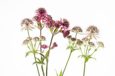Beyaz arka planda astrantia çiçekleri