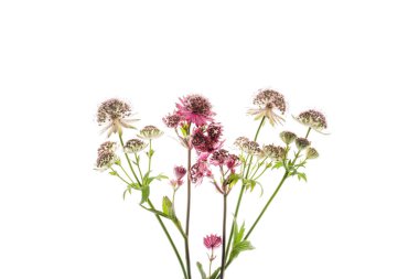 Beyaz arka planda astrantia çiçekleri