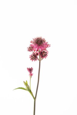 Beyaz arka planda astrantia çiçekleri