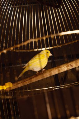 Kafesteki küçük sarı kuş