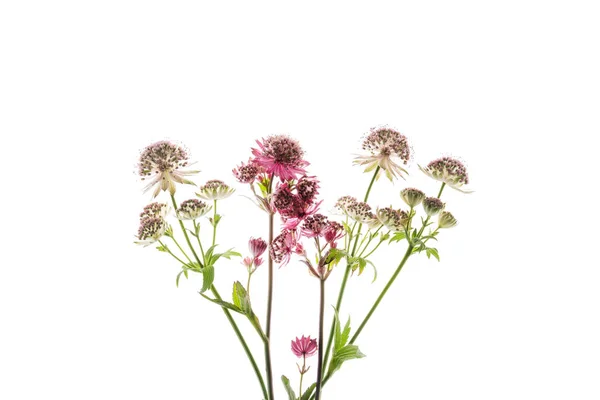 Astrantia Bloemen Witte Achtergrond — Stockfoto