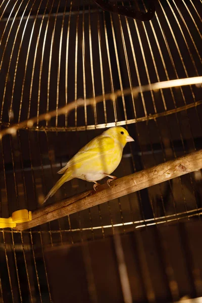 Piccolo Uccello Giallo Una Gabbia — Foto Stock