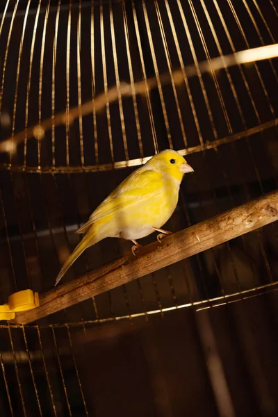 Malý Žlutý Ptáček Kleci — Stock fotografie
