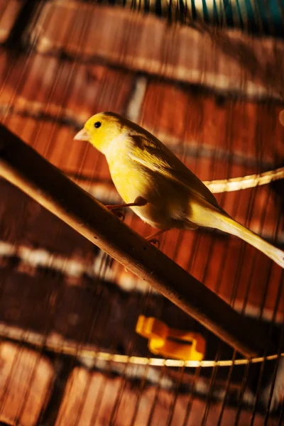 檻の中の小さな黄色い鳥 — ストック写真