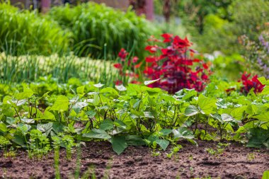 Çiçekler ve bitkilerle dolu bahar bahçesi
