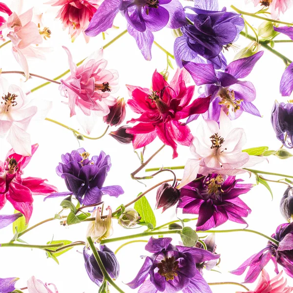 Aquilegia Blommor Den Vita Bakgrunden — Stockfoto