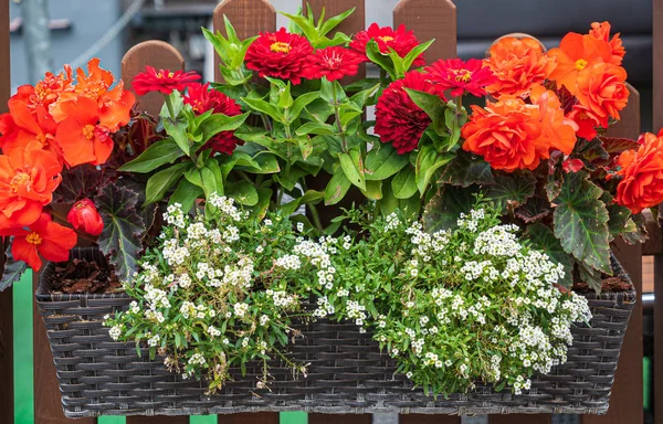 Nice Flowers Container Close — Stock Photo, Image